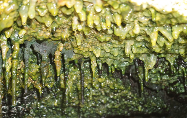 Ученые нашли в лавовых пещерах неизвестные микробы