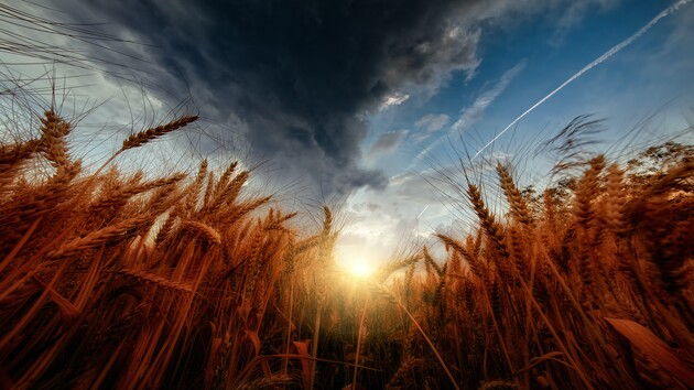 У світі зростають ціни на пшеницю через ракетний удар по Одесі після підписання «зернової угоди» 