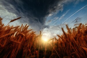 У світі зростають ціни на пшеницю через ракетний удар по Одесі після підписання «зернової угоди» 