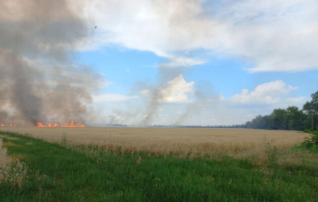 Війська РФ за добу знищили більше 200 гектарів врожаю на Херсонщині 