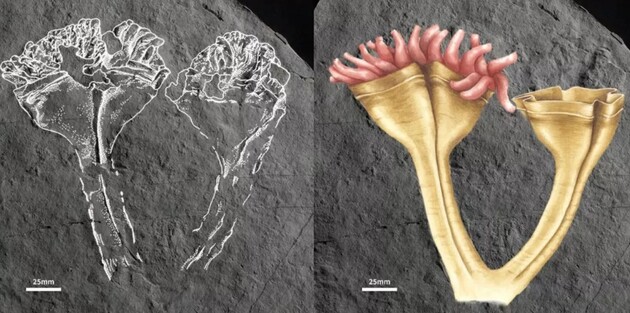 Животное обитало в океанах Земли 560 миллионов лет назад