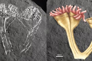 Палеонтологи знайшли у Великій Британії першу тварину-хижака