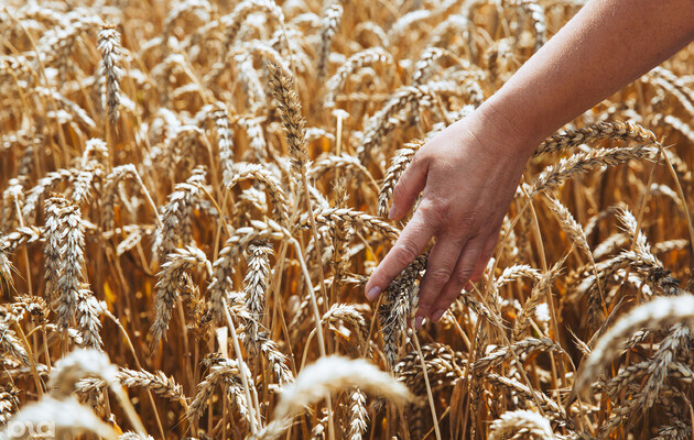 Известно, сколько урожая оккупанты собираются украсть на юге Украины: «крымский урожай» внезапно увеличился до сверхрекордных показателей