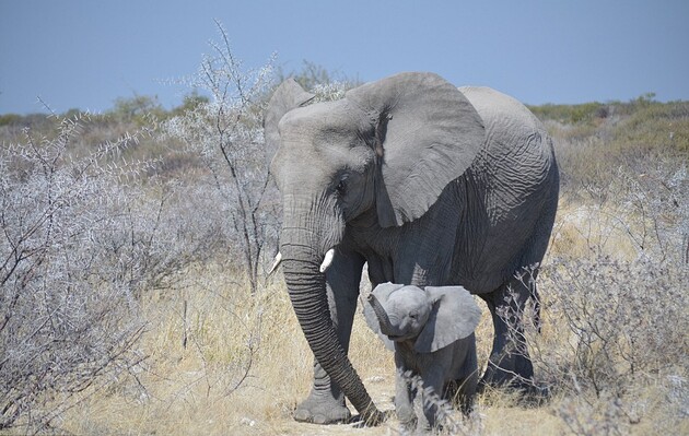 Вчений вважає, що вимирання може розпочатися пізніше, ніж передбачалося
