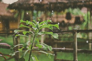 Дождь и туман сменятся жарой: синоптик о погоде на этой неделе