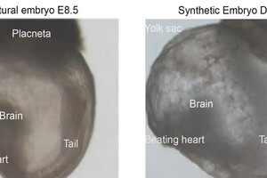 Ученые создали первые в мире «синтетические эмбрионы»