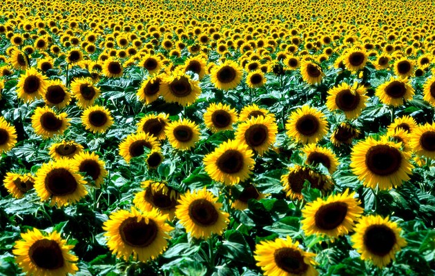 Партизани зірвали вивіз краденого соняшника із Маріуполя