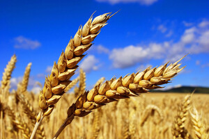 Экспорт зерна: Украина планирует выручить минимум $20 млрд