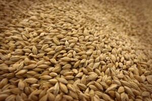 В ООН готуються до «значного зростання» експорту українського зерна