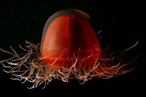 Вчені звинуватили «сплячого гіганта» у масовому вимиранні морських істот