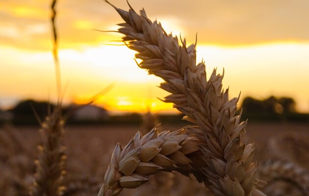 Власти Индии обещали «накормить мир», но теперь им самим надо импортировать пшеницу – Bloomberg