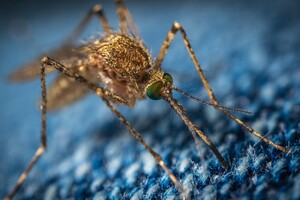 Вчені спробували позбавити людство від укусів комарів, але спроба провалилася