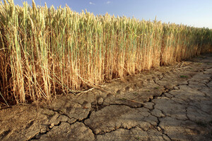 Сильнейшая засуха в Европе за 500 лет: роль аграрного сектора Украины выросла 