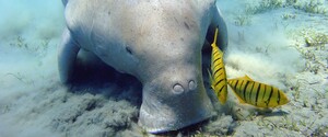В Китае вымерли животные, которые вдохновили мореплавателей на сказки о русалках