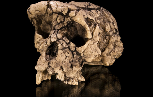 Предки человека ходили прямо 7 миллионов лет назад – исследование