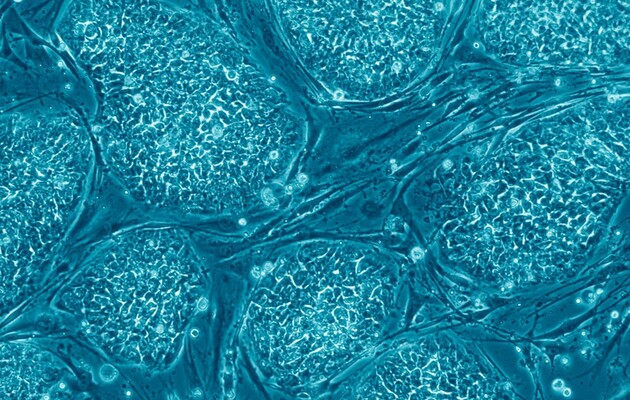 Британські вчені створили ембріон миші зі стовбурових клітин