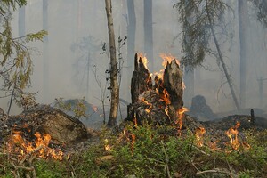 На Сумщині після обстрілу спалахнула лісова пожежа