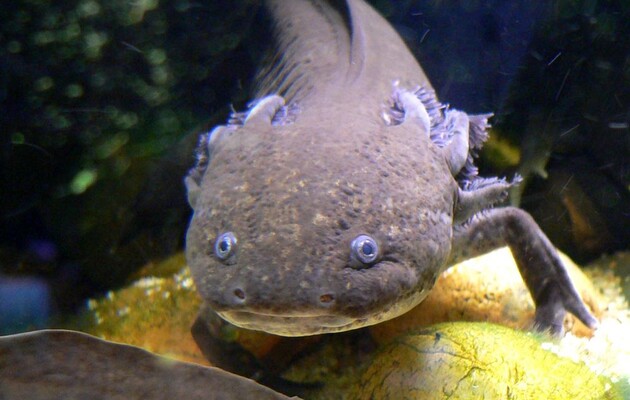 Аксолотли способны регенерировать свой мозг