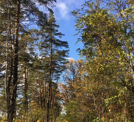 Ліси можуть втратити здатність до поглинання вуглецю