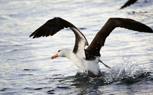 «Развод» у альбатросов оказался связан с характером самца
