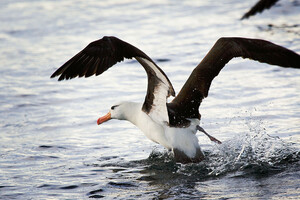 «Развод» у альбатросов оказался связан с характером самца