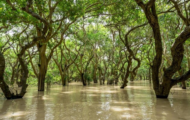 Мангровые леса могут хранить углерод тысячи лет
