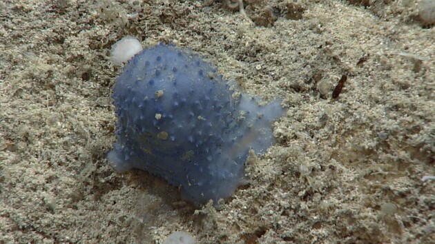 Ученые нашли на дне Карибского моря таинственную «синюю слизь»