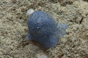 Ученые нашли на дне Карибского моря таинственную «синюю слизь»