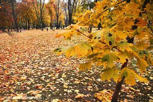 Справжня осінь: синоптики розповіли, яким буде жовтень у Києві