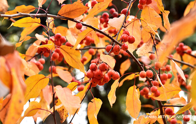 День осіннього рівнодення настає 23 вересня