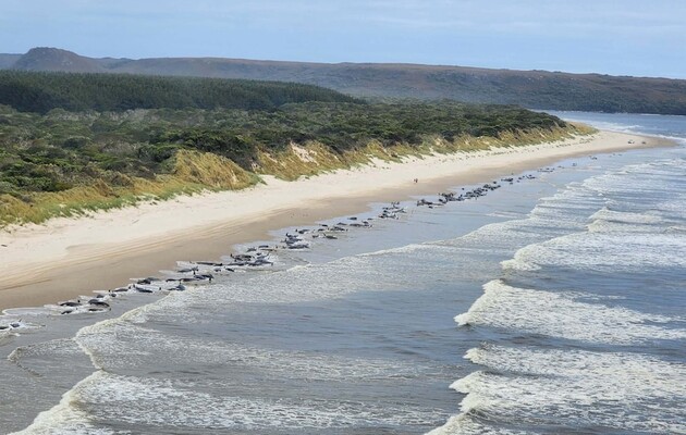 На берег викинулося 230 китів