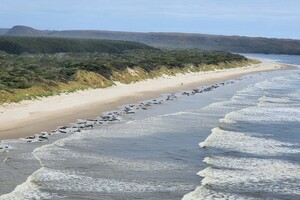 Сотні китів викинулися на берег Тасманії того ж дня, що й два роки тому