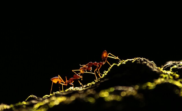Вес всех муравьев на Земле превышает общий вес всех диких животных и птиц – исследование 