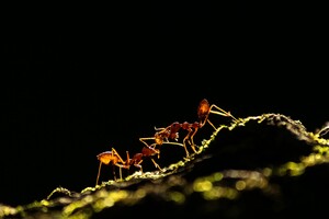 Вес всех муравьев на Земле превышает общий вес всех диких животных и птиц – исследование 