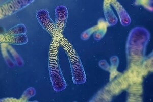 Новое исследование показало, что хромосомы «почти что жидкие»