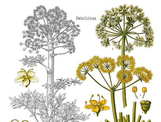 Ученые снова нашли «чудодейственное растение», которое считалось вымершим 2000 лет