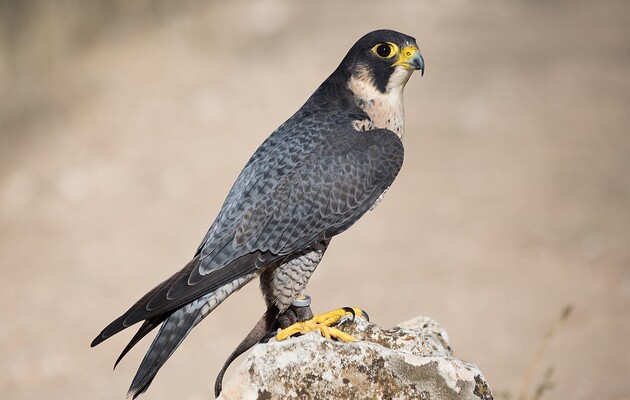 Сапсани є найшвидшими птахами на Землі