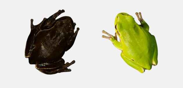 Вчені простежили за еволюцією жаб у Чорнобильській зоні