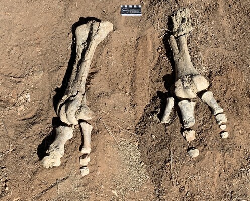 Вчені знайшли останки найбільшого птаха на Землі