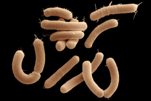 Ученые рассказали о неожиданной активности «мертвых» бактерий