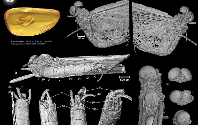 Вчені знайшли у бурштині новий вид комах віком 35 мільйонів років