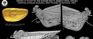 Ученые нашли в янтаре новый вид насекомых возрастом 35 миллионов лет