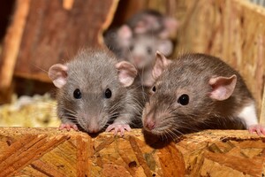 Вчені змогли повернути зір сліпим від народження мишам