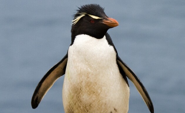 Чубаті пінгвіни викидають перше яйце з гнізда