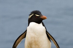 Прямочубі пінгвіни позбавляються первістків: вчені назвали причину