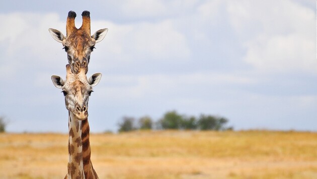 Популяції тварин скоротилися на 69% з 1970 року – WWF