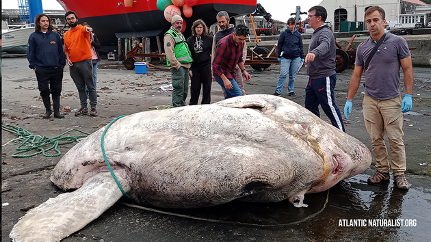 Гигантская рыба-луна с Азорских островов установила мировой рекорд