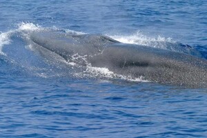 Открытый в прошлом году вид китов находится на грани исчезновения