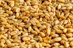 У світі різко подорожчала пшениця після виходу Росії з зернової угоди – Bloomberg