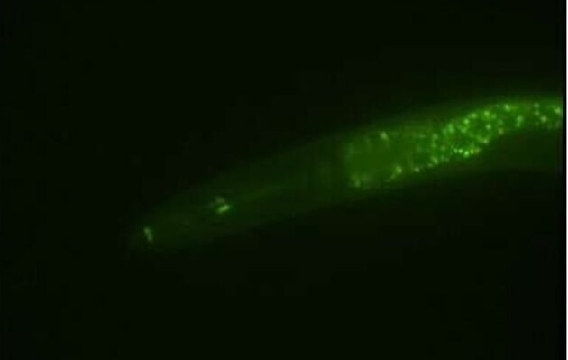 Ученые смогли отредактировать гены червей